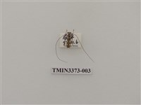 藏品(高砂白天牛)的圖片